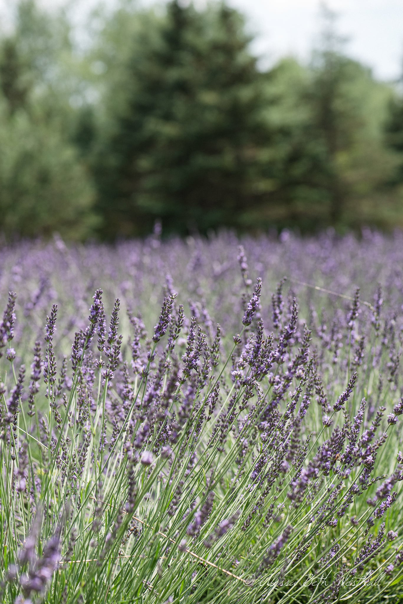 Farm Memberships Spring Creek Lavender